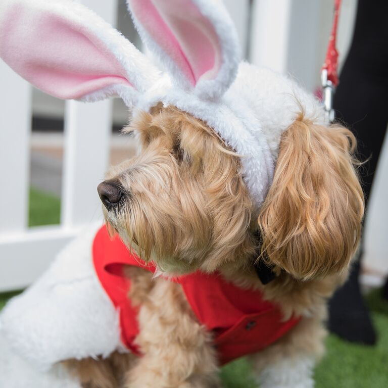 What's On Moreton Bay Pooches in the Park