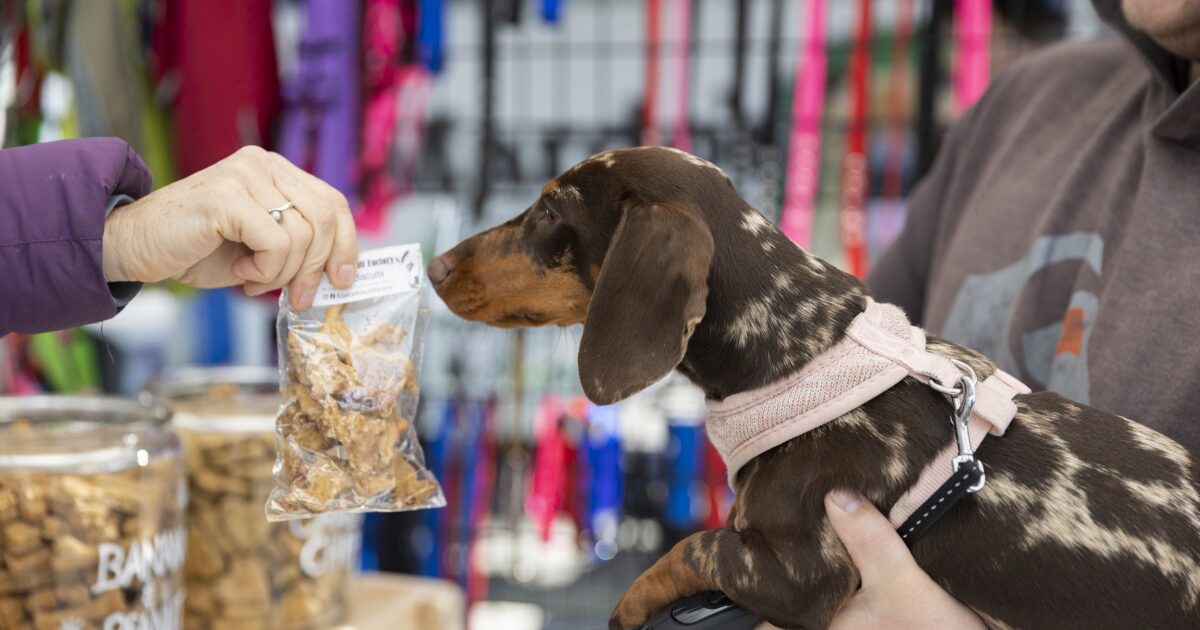 What's On Moreton Bay Pooches in the Park